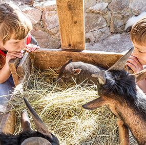 Two children observe farm animals